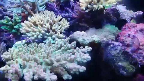 楽天市場】べっぴん珊瑚 リーフチャージ 500ml 植物性プランクトン