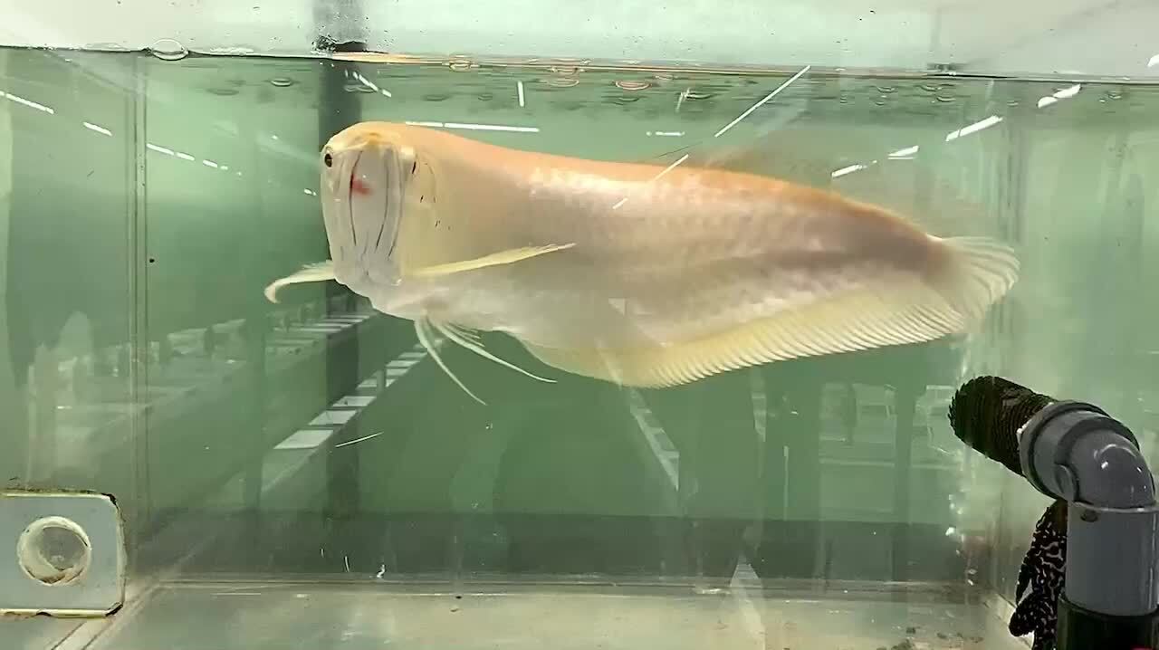 楽天市場】【死着保証あり】アルビノシルバーアロワナ (7cm±) (1匹) 不