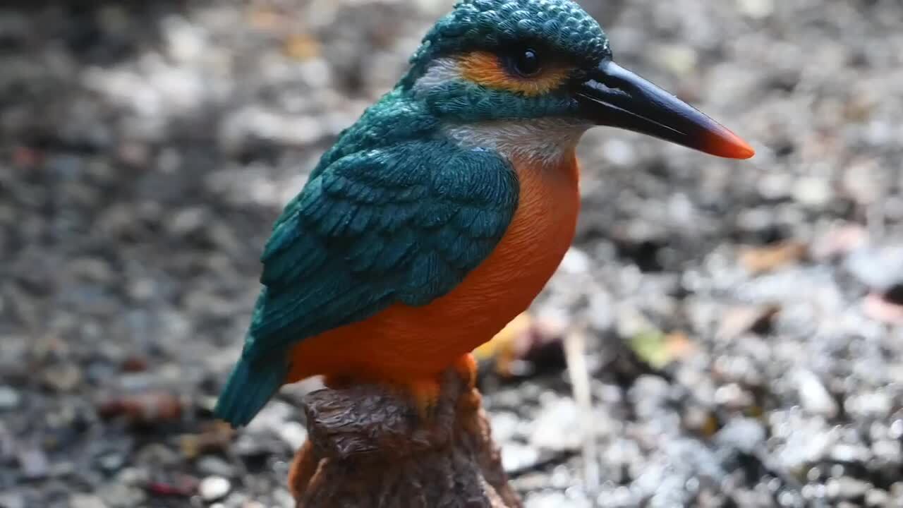 楽天市場】切り株に立つ鳴くカワセミ カワセミ 鳥の鳴き声 さえずり
