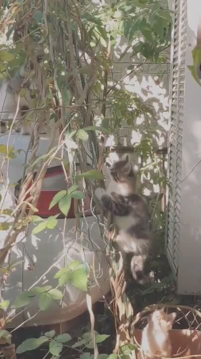 楽天市場 | 猫好き猫グッズの店 キャットノワ - 猫モチーフ腕時計