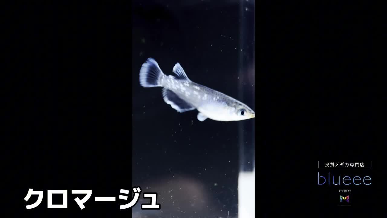 楽天市場】クロマージュ メダカ 生体 めだか 高級メダカ ペアセット 