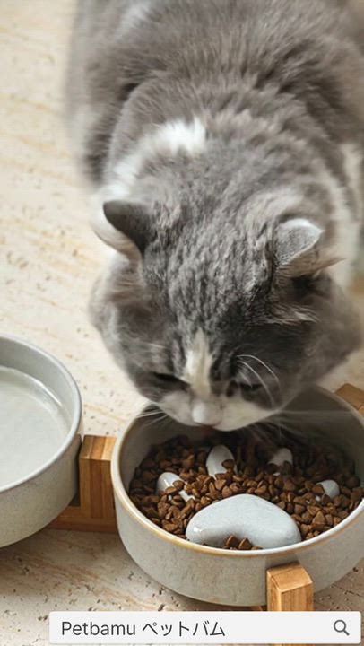 楽天市場】早食い防止 食器 猫 犬 【早食い防止無し有り】 フード