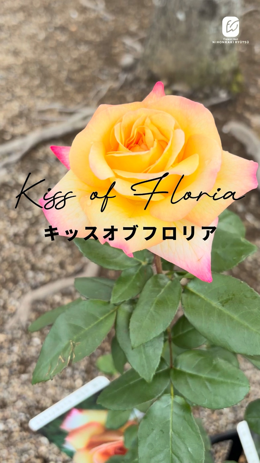楽天市場】予約販売 バラ 苗 バラ 新苗 大輪 キッスオブフロリア 木立